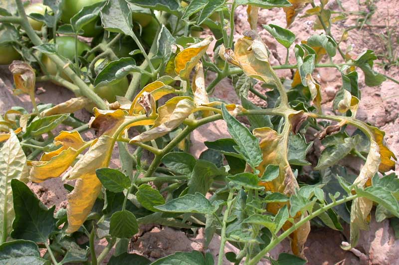 Fusarium Wilt,  Identify Fusarium Wilt, Prevent Fusarium Wilt, Treat Fusarium Wilt