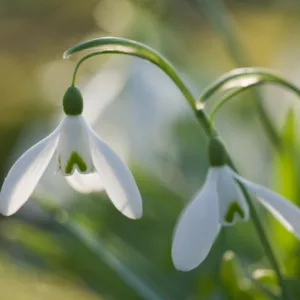 Galanthus 'Magnet', Snowdrop 'Magnet', Galanthus nivalis 'Magnet', early flowering bulb, winter bulb, white flowering bulb, White winter flowers