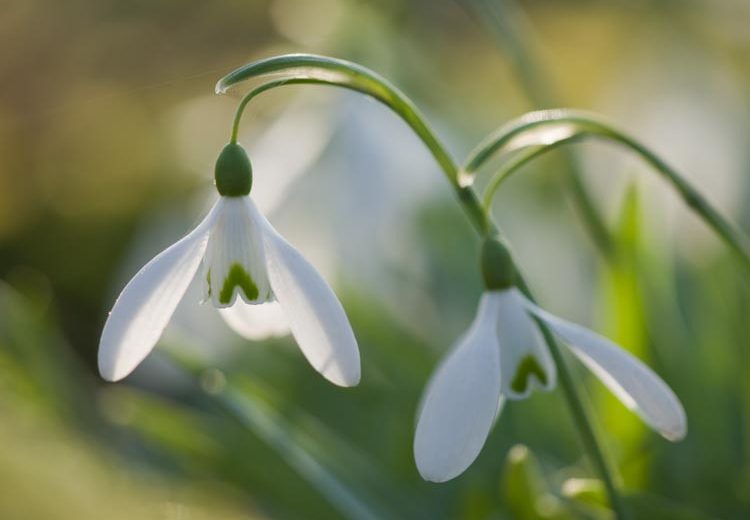 Galanthus 'Magnet', Snowdrop 'Magnet', Galanthus nivalis 'Magnet', early flowering bulb, winter bulb, white flowering bulb, White winter flowers