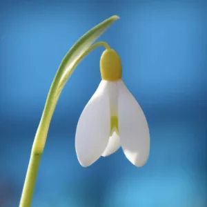 Galanthus 'Primrose Warburg', Snowdrop 'Primrose Warburg', early flowering bulb, winter bulb, white flowering bulb, White winter flowers