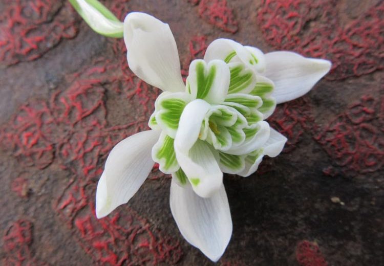 Galanthus Nivalis F. Pleniflorus 'Flore Pleno', Double Snowdrop, Galanthus nivalis 'Flore Pleno', early flowering bulb, winter bulb, white flowering bulb