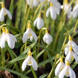 Galanthus Nivalis Sandersii Group (Snowdrop), Galanthus lutescens, Yellow Snowdrop, early flowering bulb, winter bulb, white flowering bulb