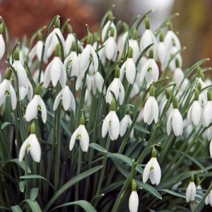 Galanthus, Galanthus Nivalis, Snowdrop, Common Snowdrop, Fair Maids of February, Little Sister of the Snows, Purification Flower, Candlemas Bells, Candlemas Lily, Common Bells, early flowering bulb, winter bulb, white flowering bulb