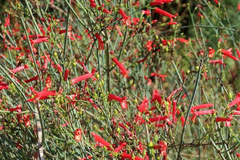 Galvezia juncea, Baja Bush Snapdragon, Pink Firecracker, Pink Flowers