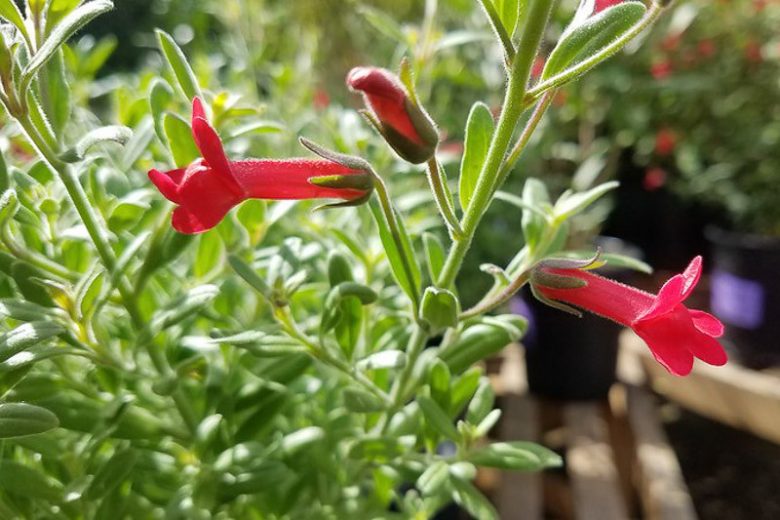 Galvezia speciosa, Island Snapdragon, Island Bush Snapdragon, Red Firecracker, Red Flowers, Evergreen Shrubs, California Native Plants