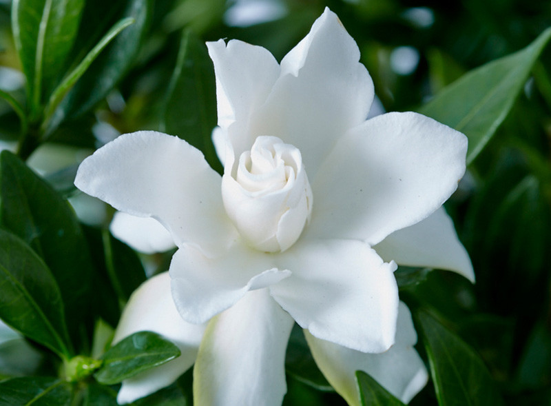 Gardenia jasminoides Celestial Star (Cape Jasmine)