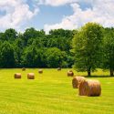 Midwest, Mid west, Midwest states, Midwest weather, Midwest garden, Midwest Climate, hardiness zones, plant hardiness zones, usda hardiness zones, Growing season