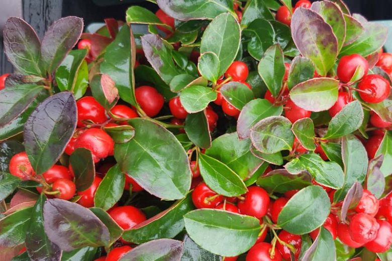 Gaultheria Procumbens Wintergreen 