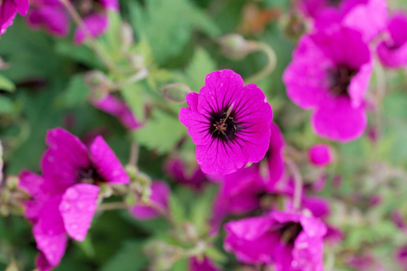 Geranium 'Ann Folkard' (Cranesbill)