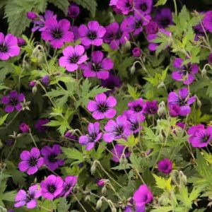 Geranium 'Anne Thomson', Hardy Geranium Anne Thomson, Cranesbill 'Anne Thomson', Best geraniums, Best Border Geranium, purple geranium, violet geranium