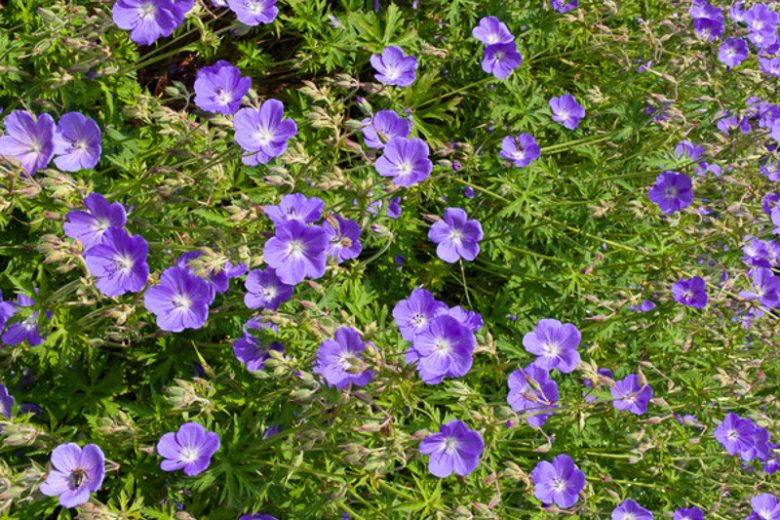 Geranium Himalayense, Lilac Cranesbill, Himalayan Crane's Bill, Geranium Himalayense Alpinum , Geranium Grandiflorum, Himalayan Cranesbill, Geranium Meeboldii, Geranium Himalayense var. Meeboldii, Best geraniums, Best groundcovers, Blue geranium, Purple g