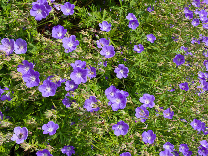 https://www.gardenia.net/wp-content/uploads/2023/05/geranium-himalayense-lilac-cranesbill.webp?utm_source=chatgpt.com