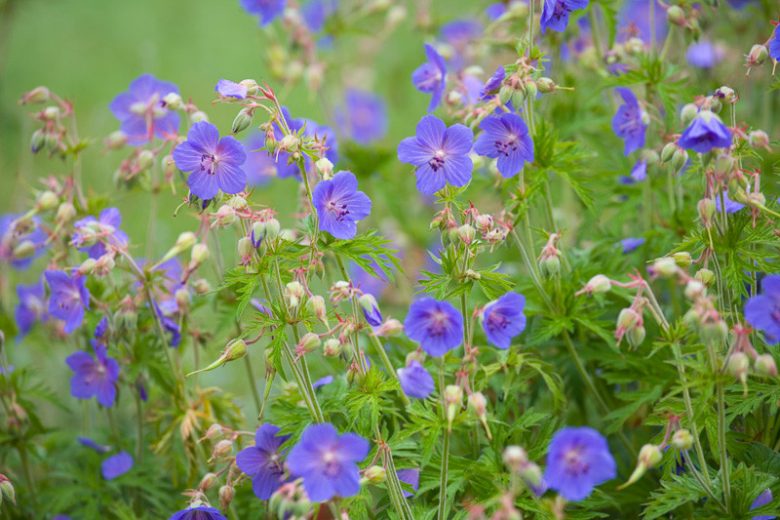 Geranium Pratense, Meadow Cranesbill, Common Cranesbill, Crowfoot, Meadow Geranium, Wild Geranium,Hardy Geranium, Blue Geranium, Best geraniums, Best groundcovers, Purple geranium