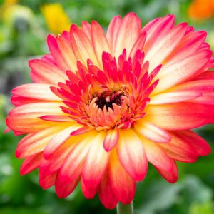 Gerbera jamesonii, Gerbera Daisy, Transvaal Daisy, Pink flowers, Orange Flowers, White Flowers, Red Flowers
