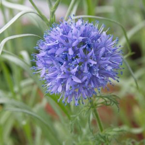 Gilia capitata ,Blue Gilia, Blue-head Gily-flower, Bluehead Gilia, Globe Gilia, Blue Thimble Flower, Blue Field Gilia, Drought tolerant flowers