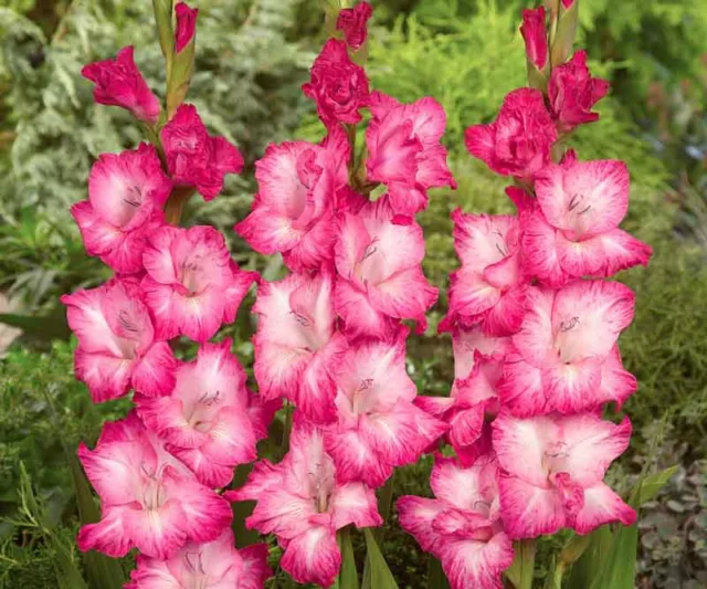 Sword Lily 'Cantate', Gladiolus 'Cantate', Gladiola Cantate, Gladiolus x Hortulanus Cantate, Pink Sword Lilies, Gladioli 'Cantate'