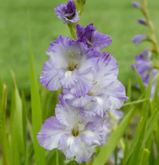 Sword Lily 'Costa', Gladiola 'Costa', Gladioli Costa, glaieul Costa, lavender Glad, purple Sword Lily