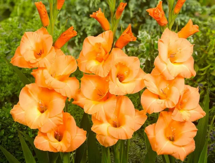 Sword Lily 'Finishing Touch', Gladiolus 'Finishing Touch', Gladiola Finishing Touch, Gladiolus x Hortulanus 'Finishing Touch', Orange Sword Lilies, Gladioli 'Finishing Touch', Peach Sword Lily, Orange Sword Lily
