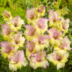 Sword Lily 'Mon Amour', Gladiola 'Mon Amour', Gladioli Mon Amour, glaieul Mon Amour, Pink Glad, Pink Sword Lily, Tricolor Glad, Tricolor Sword-Lily