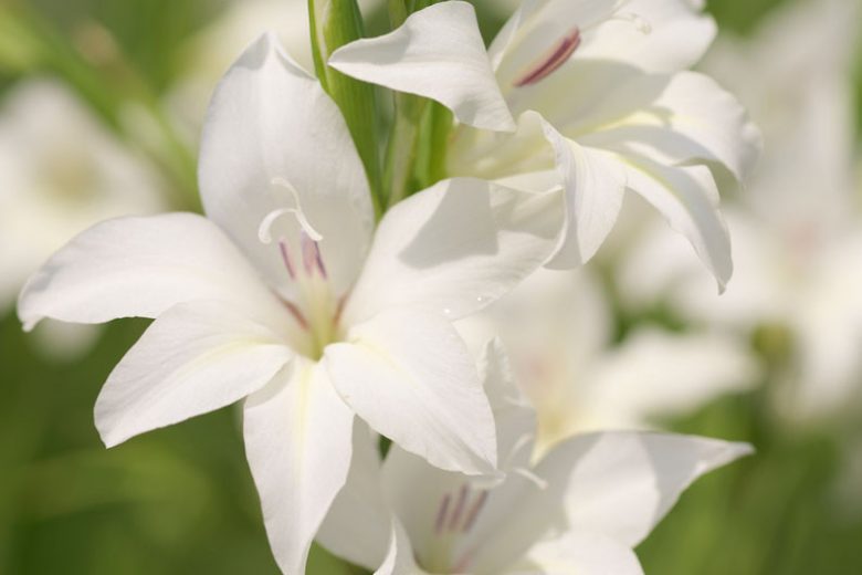 Sword lily 'Albus' , White sword lily, Hardy gladiolus 'Albus', Gladiolus x colvillei 'Albus' , Gladiolus nanus 'Albus'