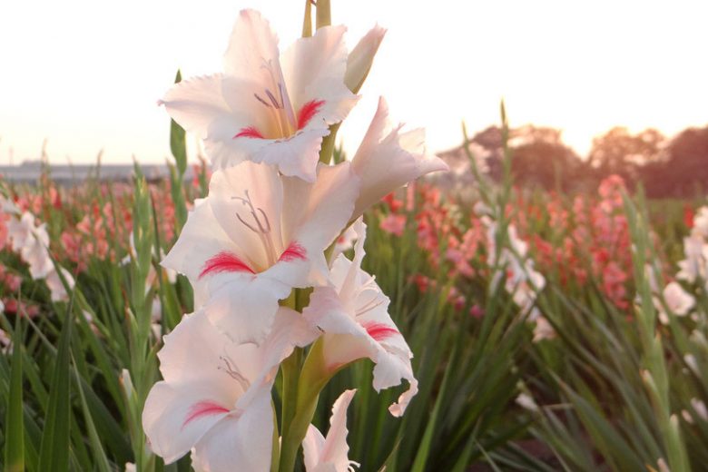 Gladiolus 'Carine', Sword lily 'Carine', Gladioli 'Carine', Gladiolus nanus 'Carine', Nanus gladiolus 'Carine', Babiana nana 'Carine'