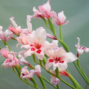Gladiolus carneus, Painted Lady, Painted Lady Gladiolus, Winter blooming Gladiolus,  Gladiolus, Sword Lily