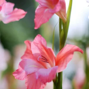 Sword Lily 'Charming Beauty', Gladiola 'Charming Beauty', Gladiolus nanus Charming Beauty, dwarf gladiolus Charming Beauty, dwarf glad, glaieul Charming Beauty