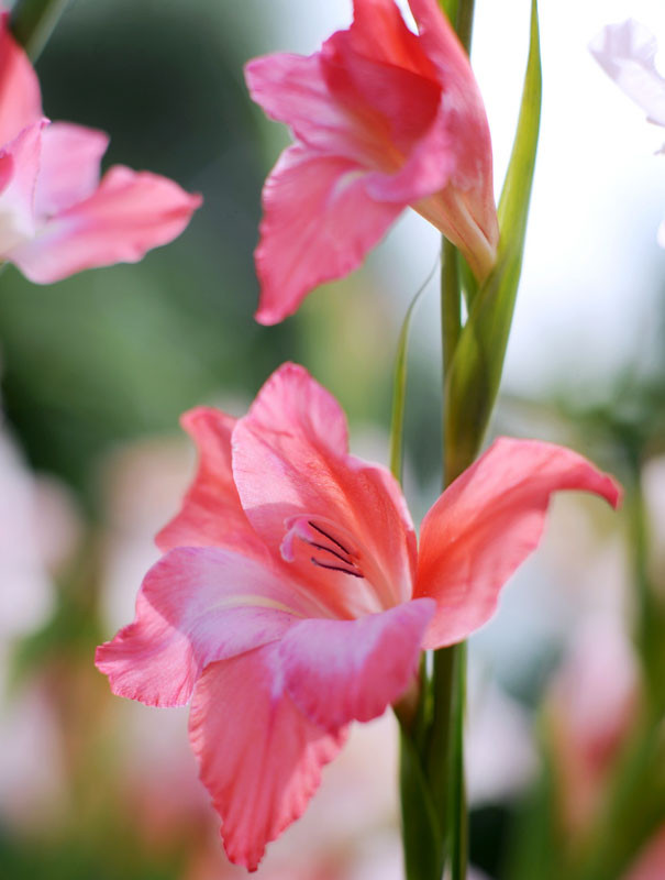 Gladiolus 'Charming Beauty' (Sword-Lily)