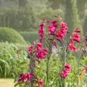 Gladiolus Byzantinus, Gladiolus Nanus 'Byzantinus', Byzantine GladiolUS, Purple gladiolus, purple sword-lily