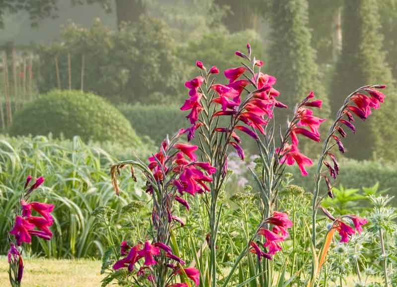 Gladiolus Flower Bulbs - Purple Feather Mix