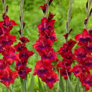 Sword Lily Tricolore, Gladiola Tricolore, Gladioli Tricolore, glaieul Tricolore, Red Glad, Red Sword Lily, Bicolor Glad, Bicolor Sword Lily, Purple Glad, Purple Sword Lily