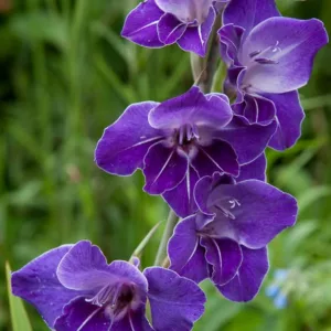 Sword Lily 'Violetta', Gladiolus 'Violetta', Gladiola 'Violetta', Gladiolus x Hortulanus 'Violetta', Purple Sword Lilies,Gladioli 'Violetta'