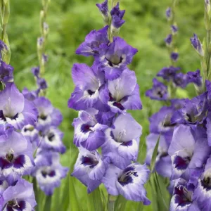 Sword Lily Vista, Gladiola Vista, Gladioli Vista, glaieul Vista, Lavender Glad, Lavender Sword Lily, Bicolor Glad, Bicolor Sword Lily, Purple Glad, Purple Sword Lily