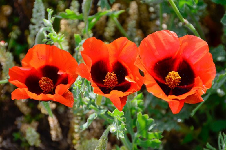 Glaucium grandiflorum , Grand-Flowered Horned Poppy, Red Horned Poppy, Red flowers, Perennial Poppy, Red Poppy