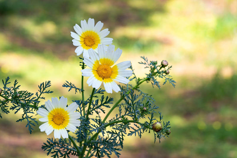 Grow Crown Daisy Vibrant Blooms Edible Delights 