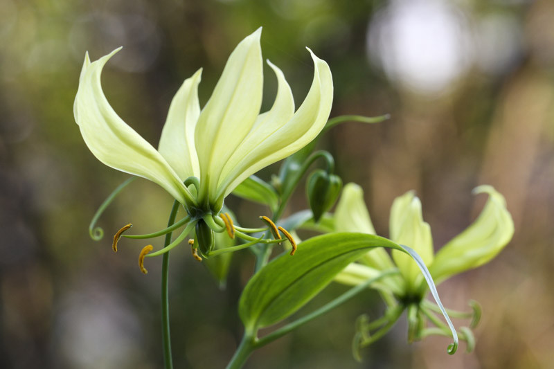 Gloriosa superba 'Greenii' (Gloriosa Lily)