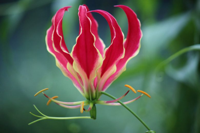 Gloriosa carsonii, Climbing Lily, FLame Lily, Glory Lily, Fire Lily, Gloriosa Lily, Superb Lily, Creeping Lily, Gloriosa superba 'carsonii'