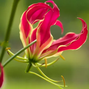 Gloriosa Rothschildiana, Climbing Lily, FLame Lily, Glory Lily, Fire Lily, Gloriosa Lily, Superb Lily, Creeping Lily, Gloriosa superba 'Rothschildiana'