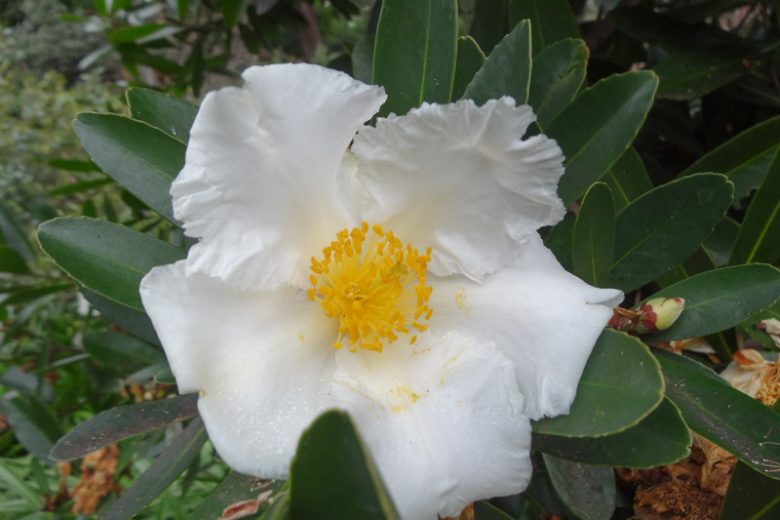 Gordonia lasianthus, Gordonia, Loblolly Bay, Evergreen Shrubs, Evergreen Tree, White flowers, Fragrant Shrub, Fragrant Tree