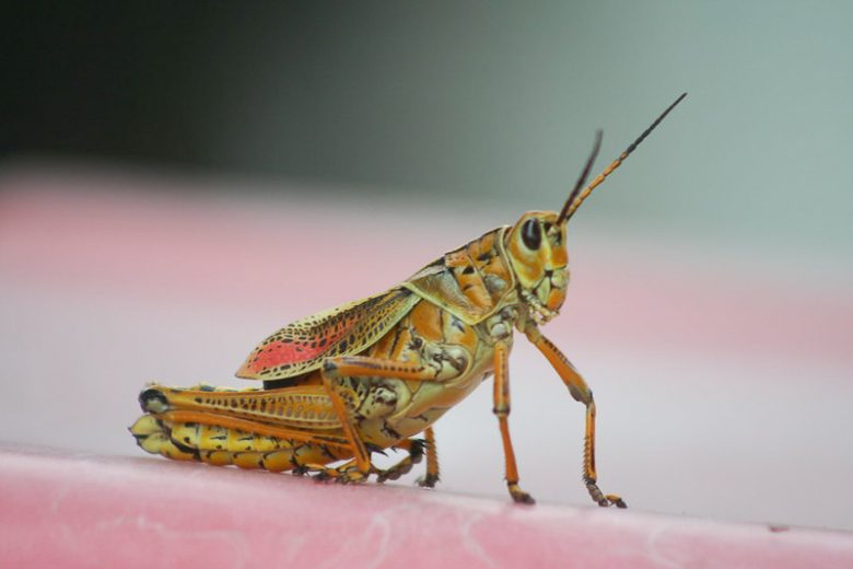 Grasshopper, Grasshoppers, Melanoplus species