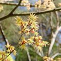 Acer, Acer palmatum, acer palmatum dissectum, Japanese Maple, Winter bark, Spring foliage, spring color