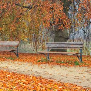 New England, New England garden, Best shrubs, Native Plants, Native Shrubs, Native Trees, Native Perennials , Dry soils
