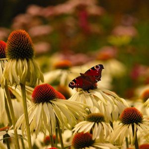 Pollinator Plants, Butterfly Plants, Hummingbird Plants, Bee Plants, Southeast Plants, Tennessee Native Plants, Native Plants