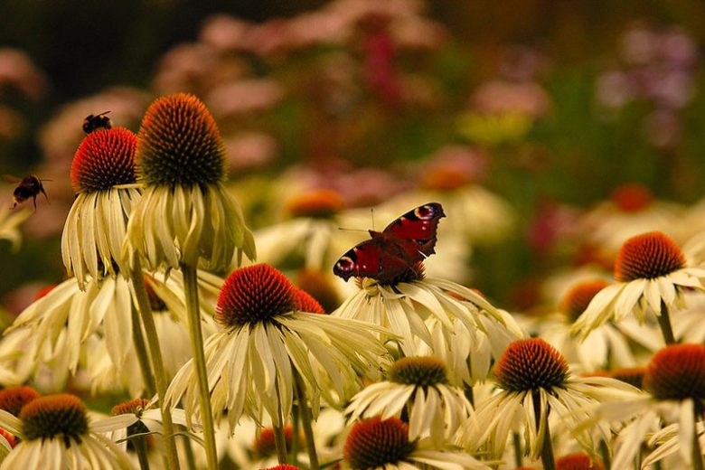 Pollinator Plants, Butterfly Plants, Hummingbird Plants, Bee Plants, Southeast Plants, Tennessee Native Plants, Native Plants