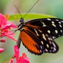Pollinator Plants, Butterfly Plants, Hummingbird Plants, Bee Plants, Southeast Plants, Alabama Native Plants, Native Plants