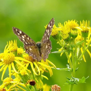 Pollinator Plants, Butterfly Plants, Hummingbird Plants, Bee Plants, Western US Plants, Arizona Native Plants, Native Plants