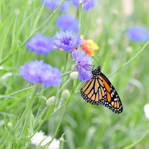 Pollinator Plants, Butterfly Plants, Hummingbird Plants, Bee Plants, Western US Plants, California Native Plants, Native Plants