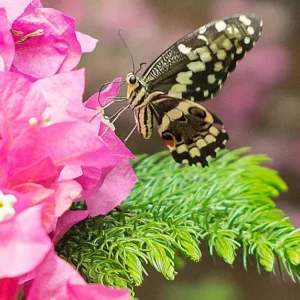 Pollinator Plants, Butterfly Plants, Hummingbird Plants, Bee Plants, Northeast Plants, New England Plants, Connecticut Native Plants, Native Plants