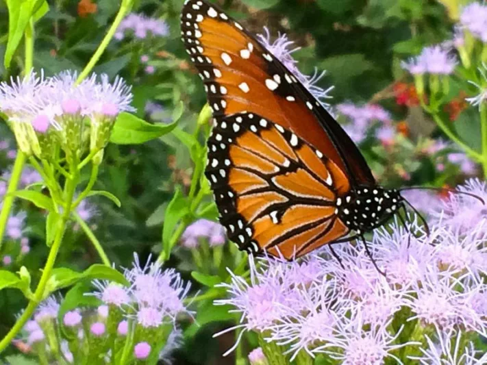 Pollinator Plants, Butterfly Plants, Hummingbird Plants, Bee Plants, Southeast Plants, Florida Native Plants, Native Plants