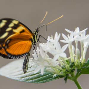 Pollinator Plants, Butterfly Plants, Hummingbird Plants, Bee Plants, Southeast Plants, Georgia Native Plants, Native Plants